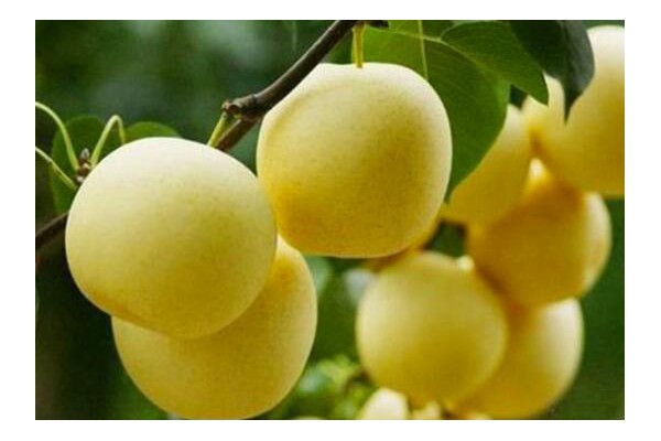 在栽種梨樹的日常管理中，注意保持果實(shí)的膨